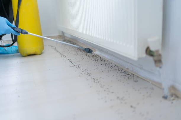 Best Termite Control Services  in Bay Hill, FL